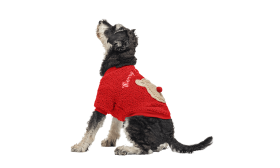 Red buttoned Christmas coat for dogs with a fluffy bear design on the back, washable, for winter and autumn.