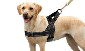 Black soft padded reflective dog harness with no-pull design, enhanced visibility with adjustable straps, warm and soft.