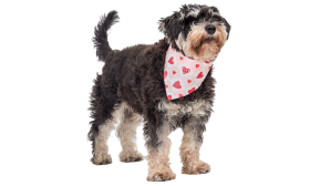 Printed heart dog bandana for dogs, with pink and white checkered design with red heart patterns, hand washable.