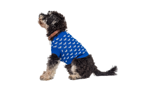Dog wearing a cosy blue sweater with white heart patterns, perfect for warmth and style during colder seasons.