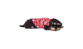 Dog Vest for Valentine's day Pup Outfit Dog wearing a red Valentine's Day vest with red and white heart, soft and washable for easy cleaning.
