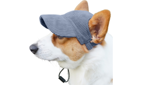 Corgi wearing a breathable blue ribbed dog sports hat, lightweight, to protect from the sun during summer outings.