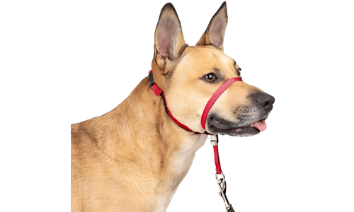 Red no-pull dog head collar with adjustable black strap and padded nose loop, to prevent pulling during walks, size small.