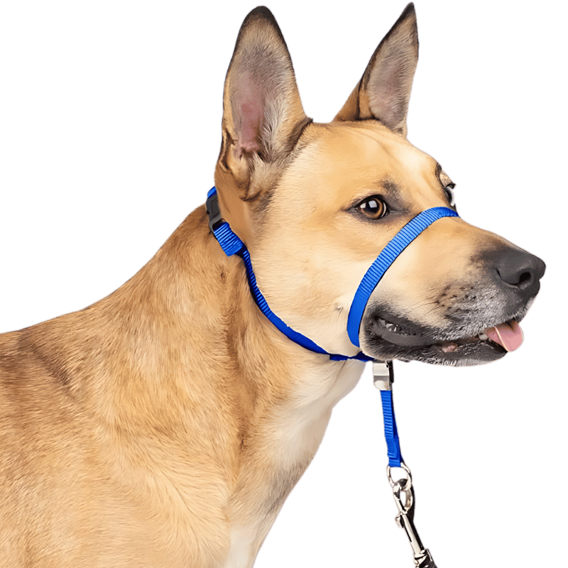 No Pull Dog Head Collar with Padded Nose Loop Blue no-pull dog head collar with adjustable black strap and padded nose loop, to prevent pulling during walks, size small.
