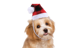 Christmas Santa Hat for Dogs and Cats