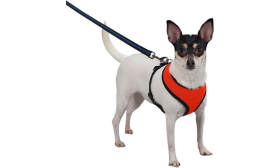 Dog wearing a red mesh dog harness, lightweight, attached to a leash, showing the harness fit and comfort for dogs.