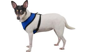 Side view of a dog wearing a blue mesh harness with black straps, lightweight, showing a secure and snug fit.