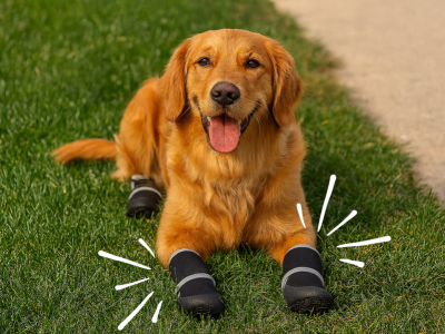 How to Choose the Best Walking Shoes & Boots for Your Dog Walks